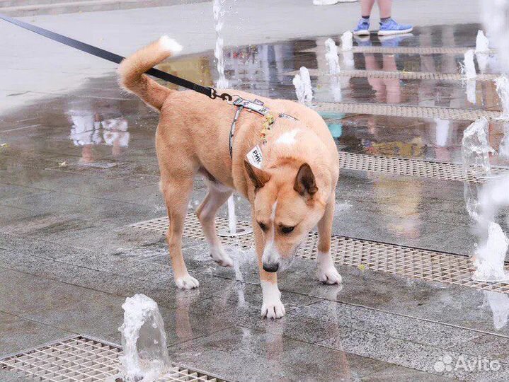 Собака в добрые руки