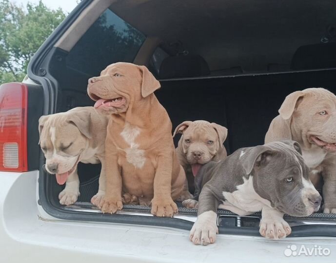 Американский булли покет