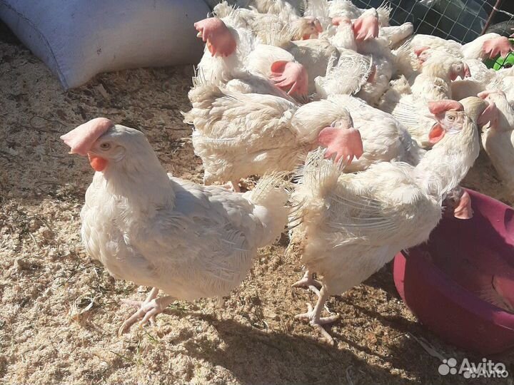 Куры несушки Ломан Уайт