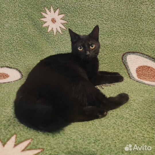 Кошечка ищет дом