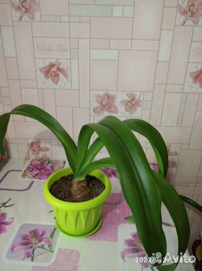 Гиппиаструм