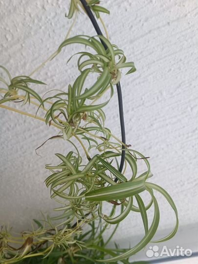 Хлорофитум кудрявый