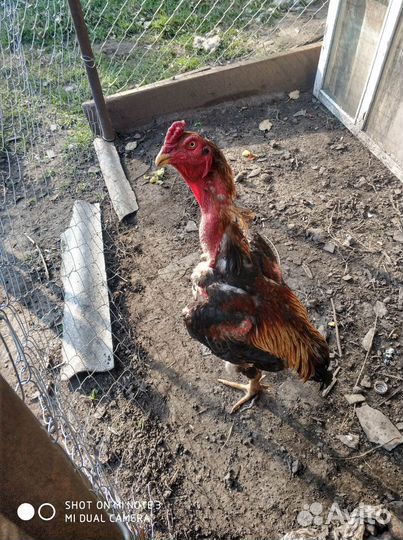 Бойцовые куры