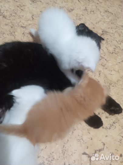 Котята, смесь британца