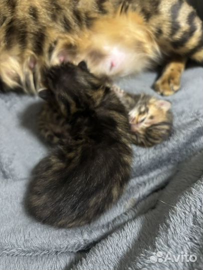 Продам котенка бенгала