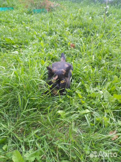 Кошка с прекрасным характером. Стерилизована