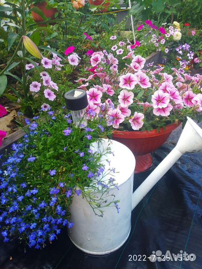 Калибрахоа, Петуния В кашпо