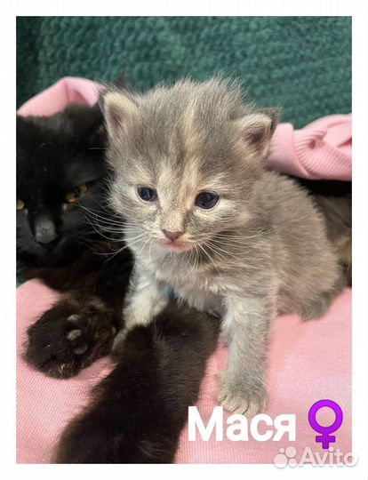Котята в добрые руки
