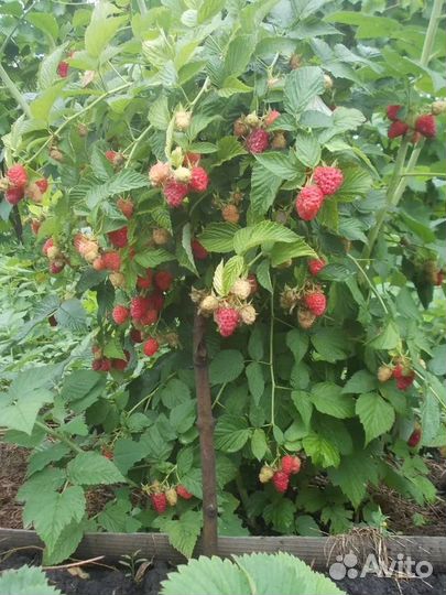 Малина ремонтантная(Бриллиантовая,Брусвяна,Таруса)