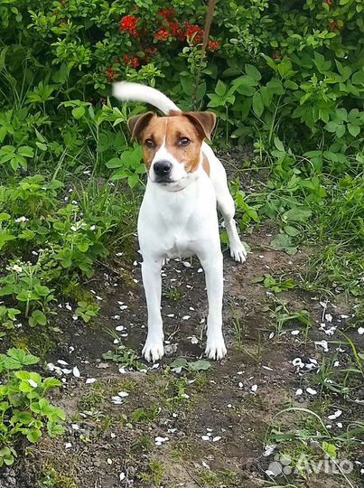 Вязка Парсон Рассел терьер