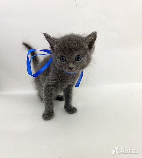 Котенок-мальчик серый 1 мес