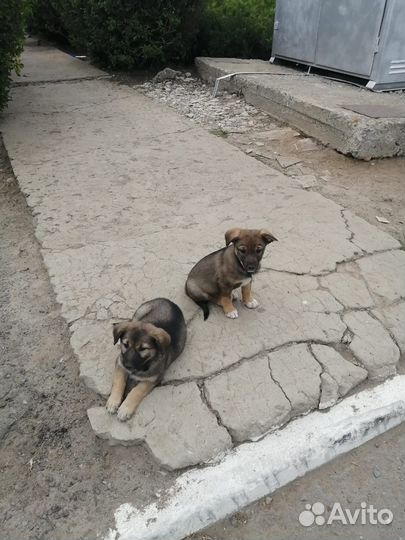 Щенки в добрые руки