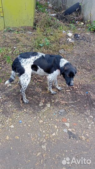 Собака в добрые руки