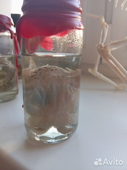 Анатомические препараты