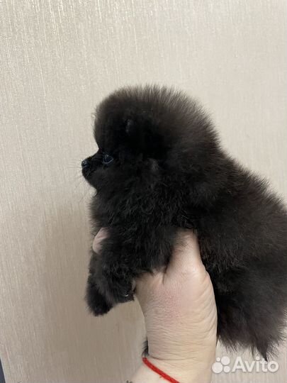 Померанский шпиц мини