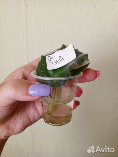 Фиалки детки