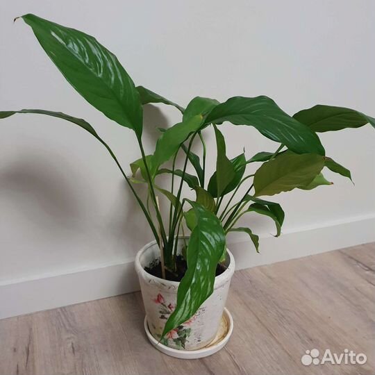 Аглаонема-мартя Спатифиллум Бамбук традесканциярео