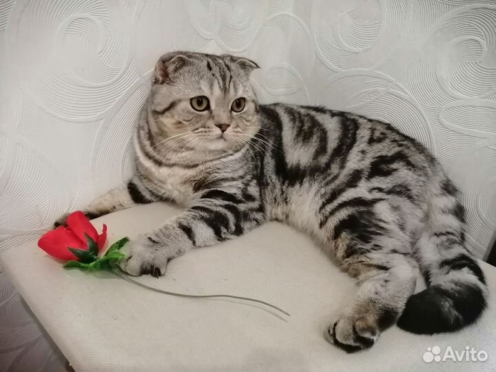 Шотландский кот на вязку