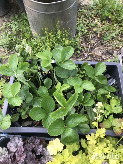 Рассада клубники