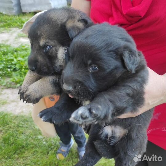 Щенки овчарки бесплатно