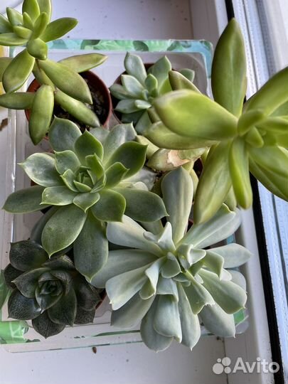 Суккуленты