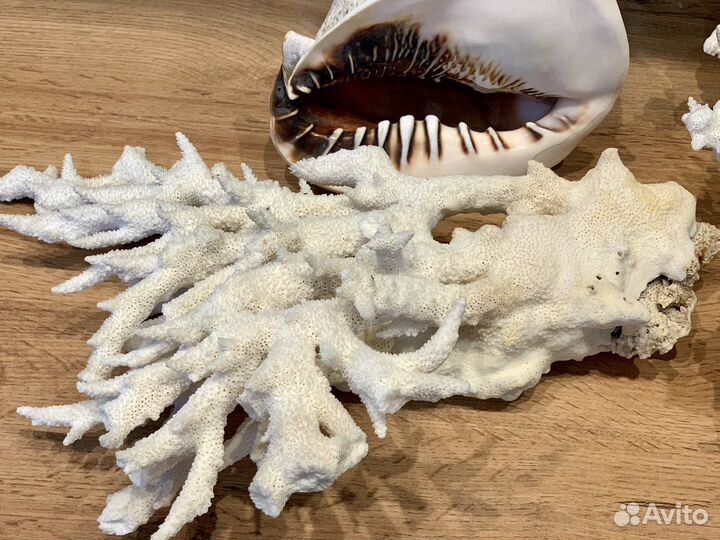 Кораллы Раковины морские