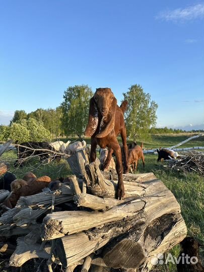 Коза битал-камори-шами