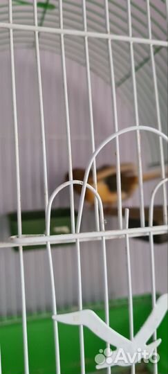 Кенар и канарейка