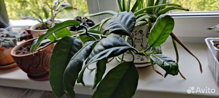 Хойя мультифлора