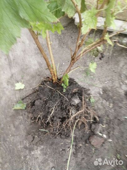 Смородина, клубника