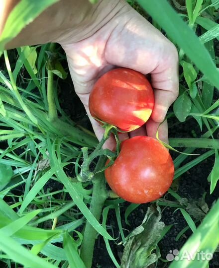 Семена помидор Дубрава