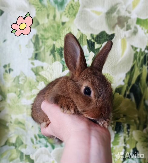 Карликовые кролики мини