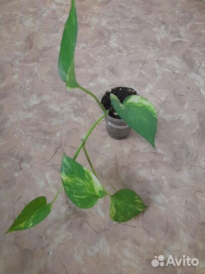 Комнатные цветы