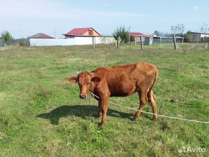 Коровы и телки