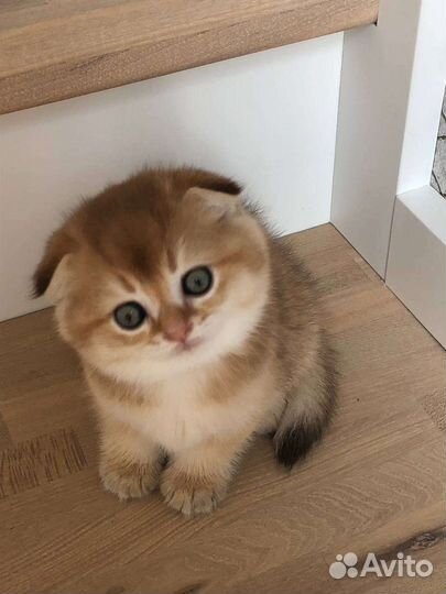 Шотландские котята