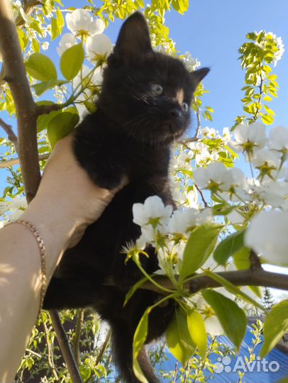 Котёнок-мальчик в добрые руки