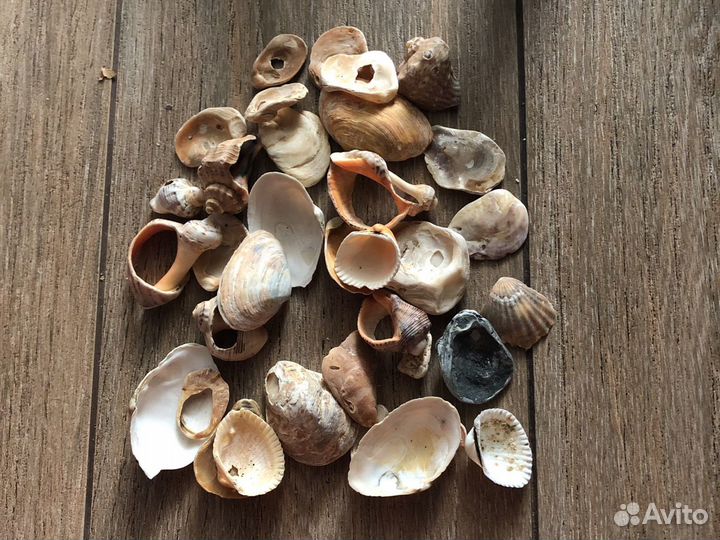 Ракушки для аквариума