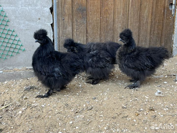 Китайские шелковые