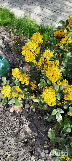 Цветы саженцы магония калина рябина каштан жасмин