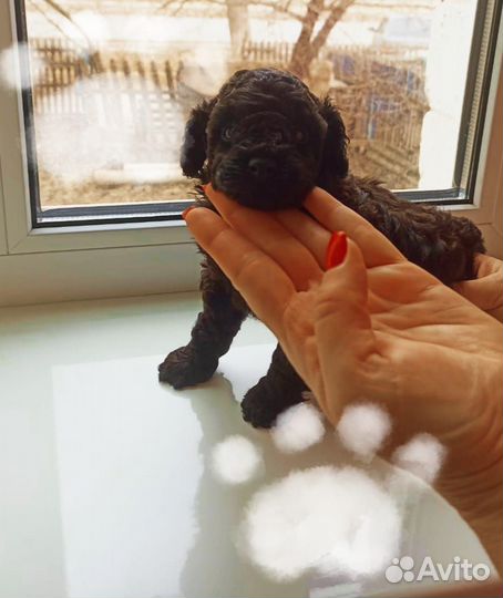 Продаются девочки той- пуделя