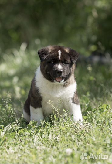 Американская акита