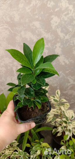 Коллекционные фикусы - подростки