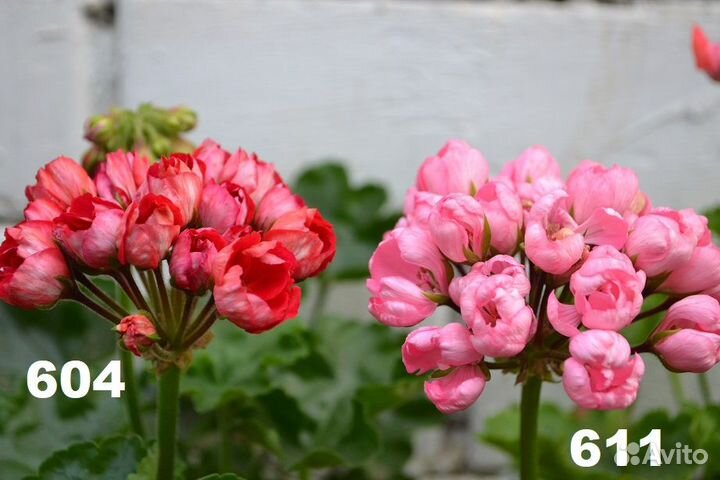 Пеларгония тюльпановидная (укорененные черенки)