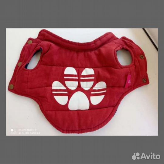 Одежда и ошейник для маленьких собак