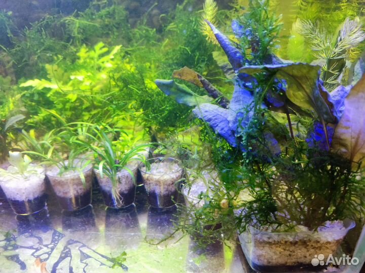 Водоросли для аквариума