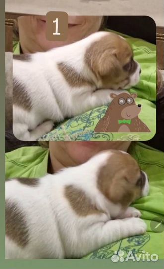 Джек рассел щенки