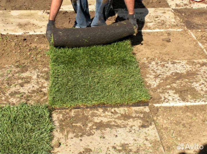 Натуральный рулонный газон в наличии