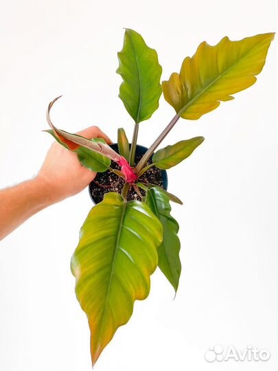 Филодендрон Карамель Плуто