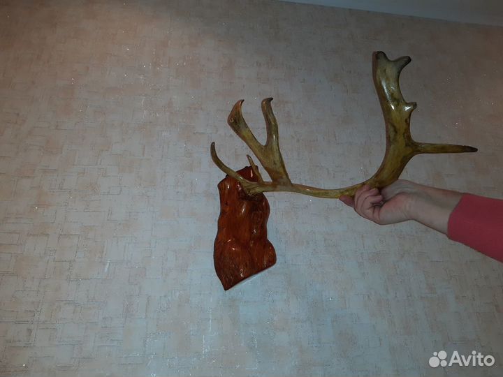 Красивые рога оленя