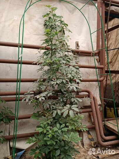 Шеффлера древовидная большая